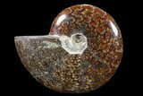 Bargain,  Polished, Agatized Ammonite (Cleoniceras) - Madagascar #88072-1